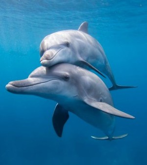 Video Avvistato Un Delfino Dalla Spiaggia Di Sottomarina Chioggiatv