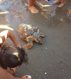 carretta tartaruga in spiaggia a Sottomarina
