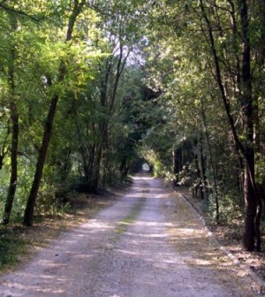 bosco nordio Chioggia