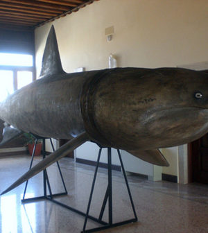 museo_zoologia_adriatica