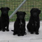 Cuccioli in adozione a Chioggia