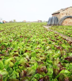 campo-radicchio