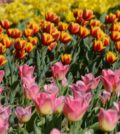 Parco Clodi Sigurta Tulipani